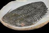 Homalonotid (Iberocoryphe?) Trilobite - Very Rare! #125124-3